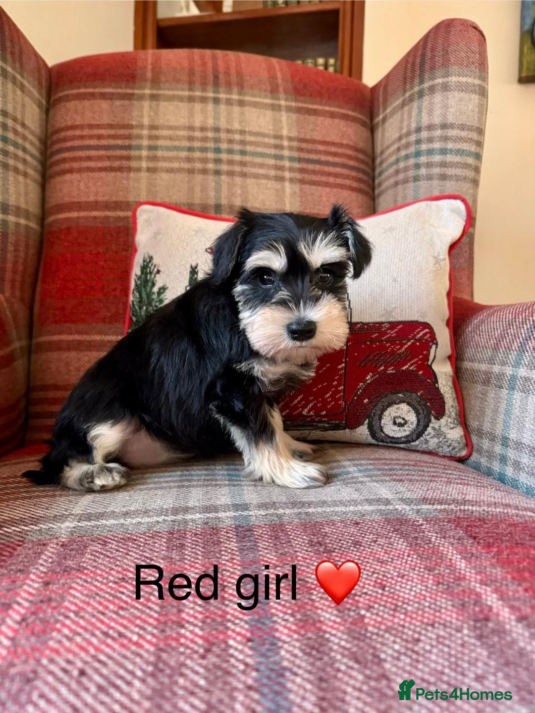 Miniature Schnauzer dogs for sale: KC Registered, Health Tested, puppies available  - Advert 9