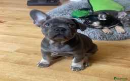 French Bulldog dogs for sale: French Bulldog Puppies - Image 1