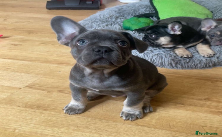 French Bulldog dogs - Advert 6