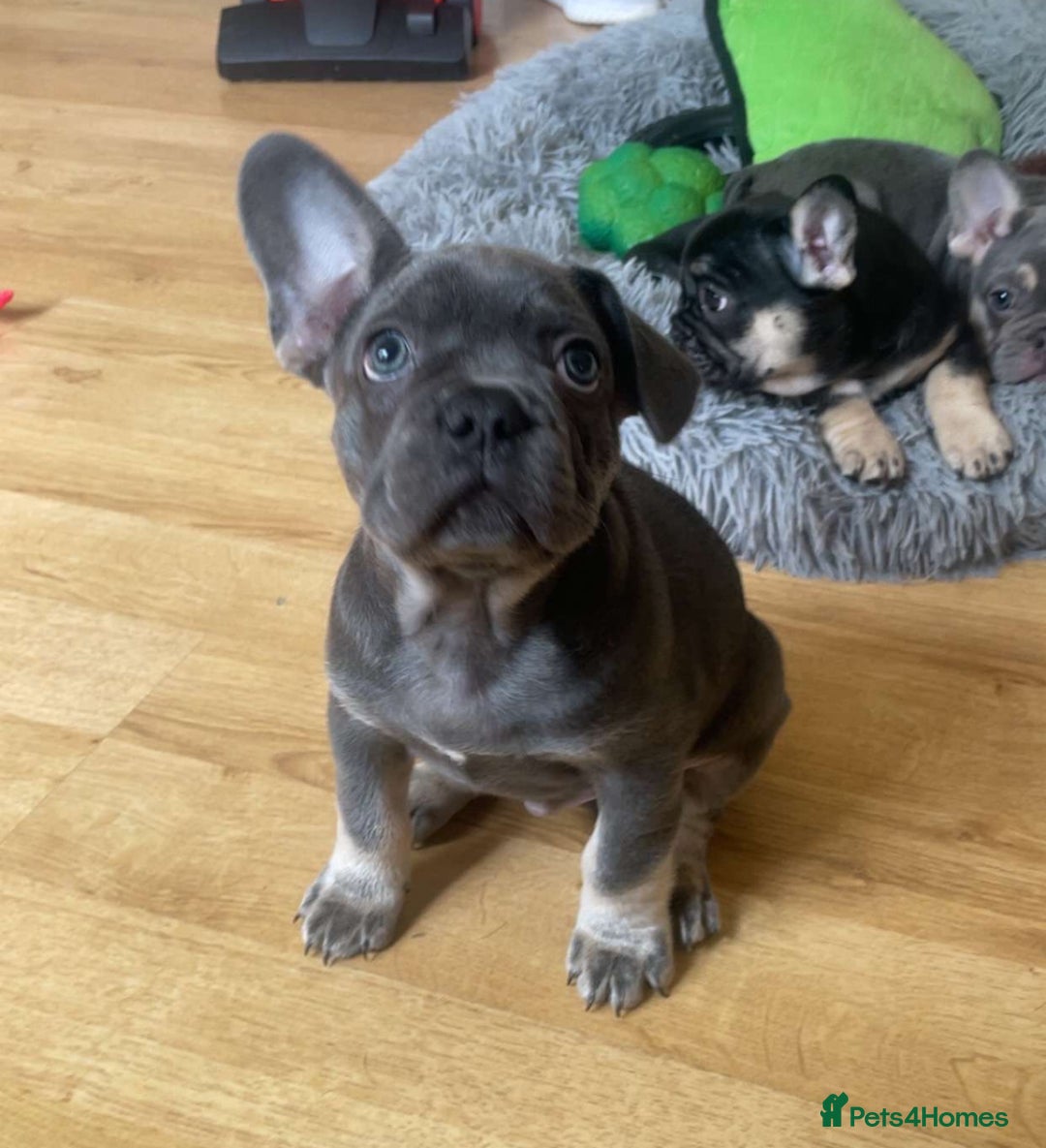 French Bulldog dogs for sale: French Bulldog Puppies - Image 1