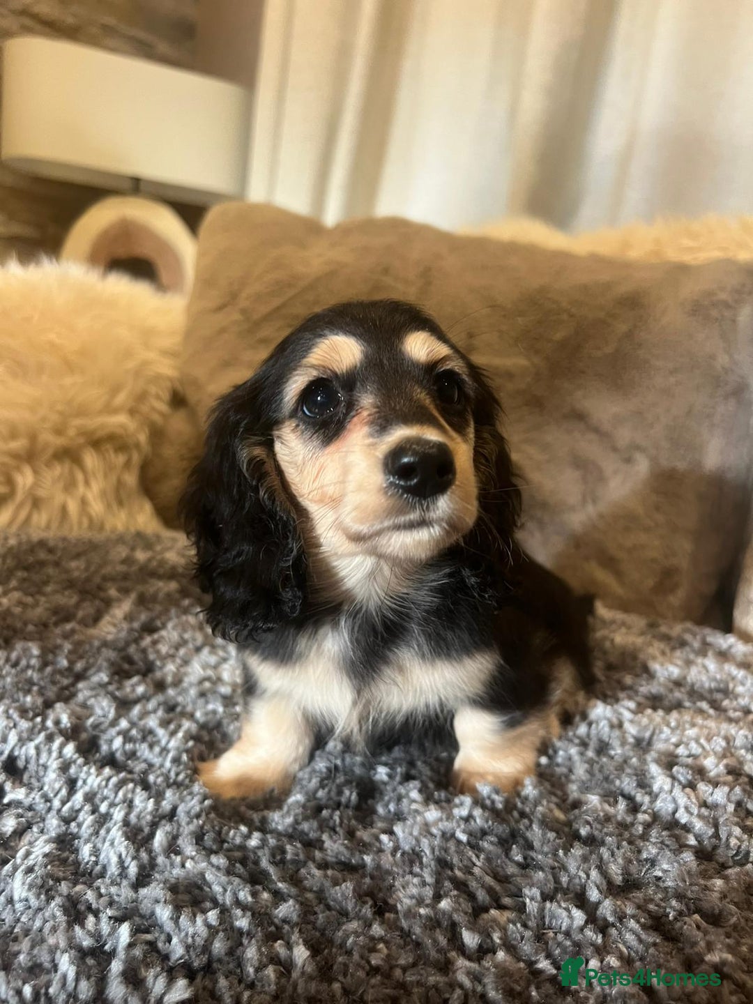 Miniature Dachshund dogs for sale: Cream Longhaired miniature dachshunds  - Advert 5