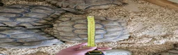 Tortoise reptiles for sale: Sulcata tortoises  - Advert 2