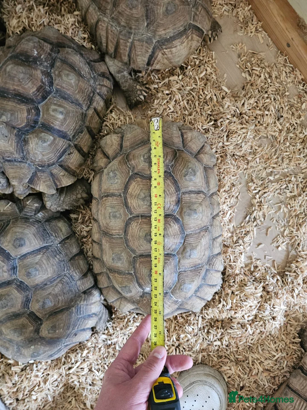 Tortoise reptiles for sale: Sulcata tortoises  - Advert 2