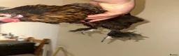 Chickens poultry for sale:     Gold-laced feather pattern - Advert 4