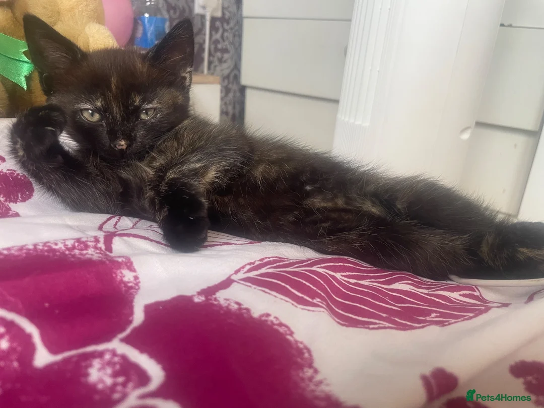 Mixed Breed cats for sale: Kitten for sale - Advert 2