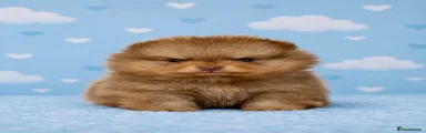 Fridstail Taco