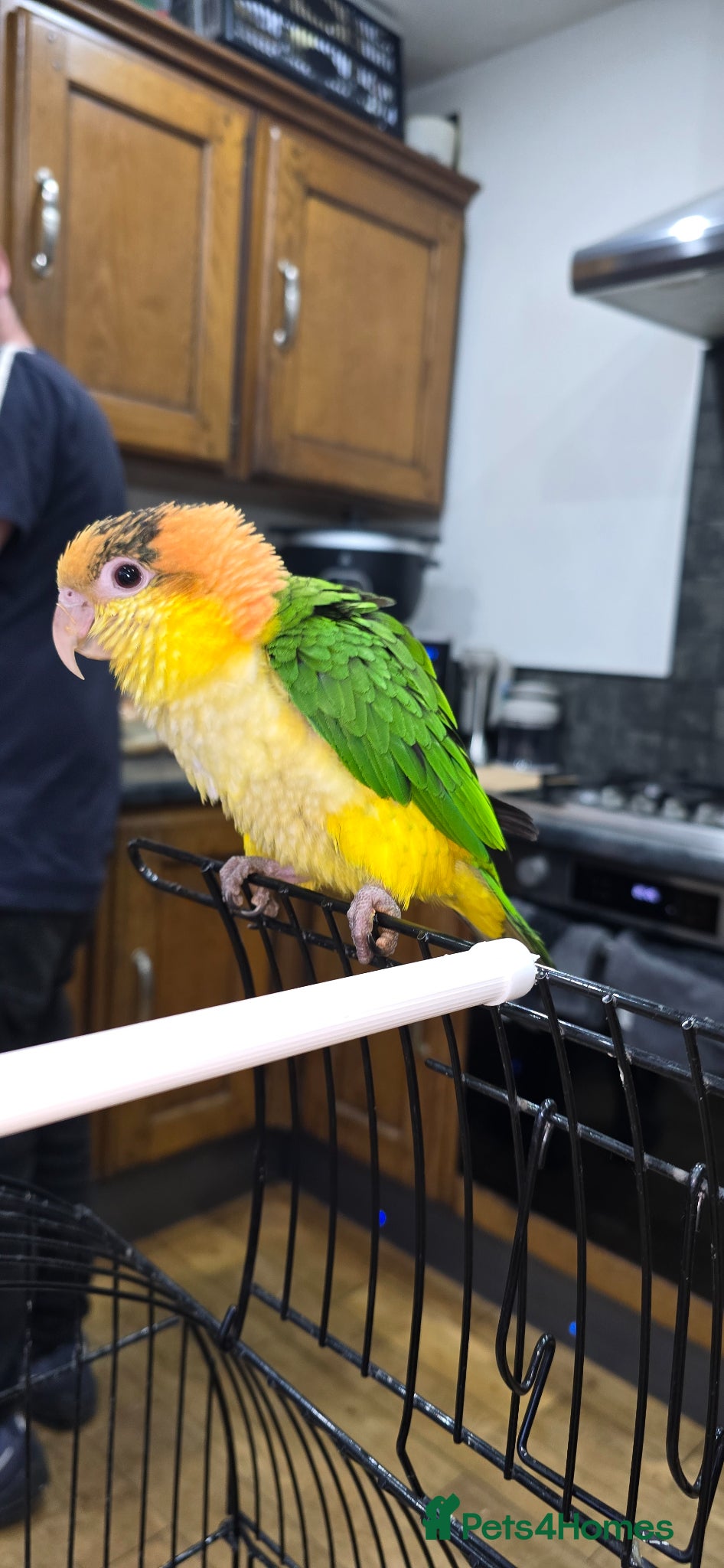 Parrots birds Baby yellow-thighed Caique for sale - Advert 1