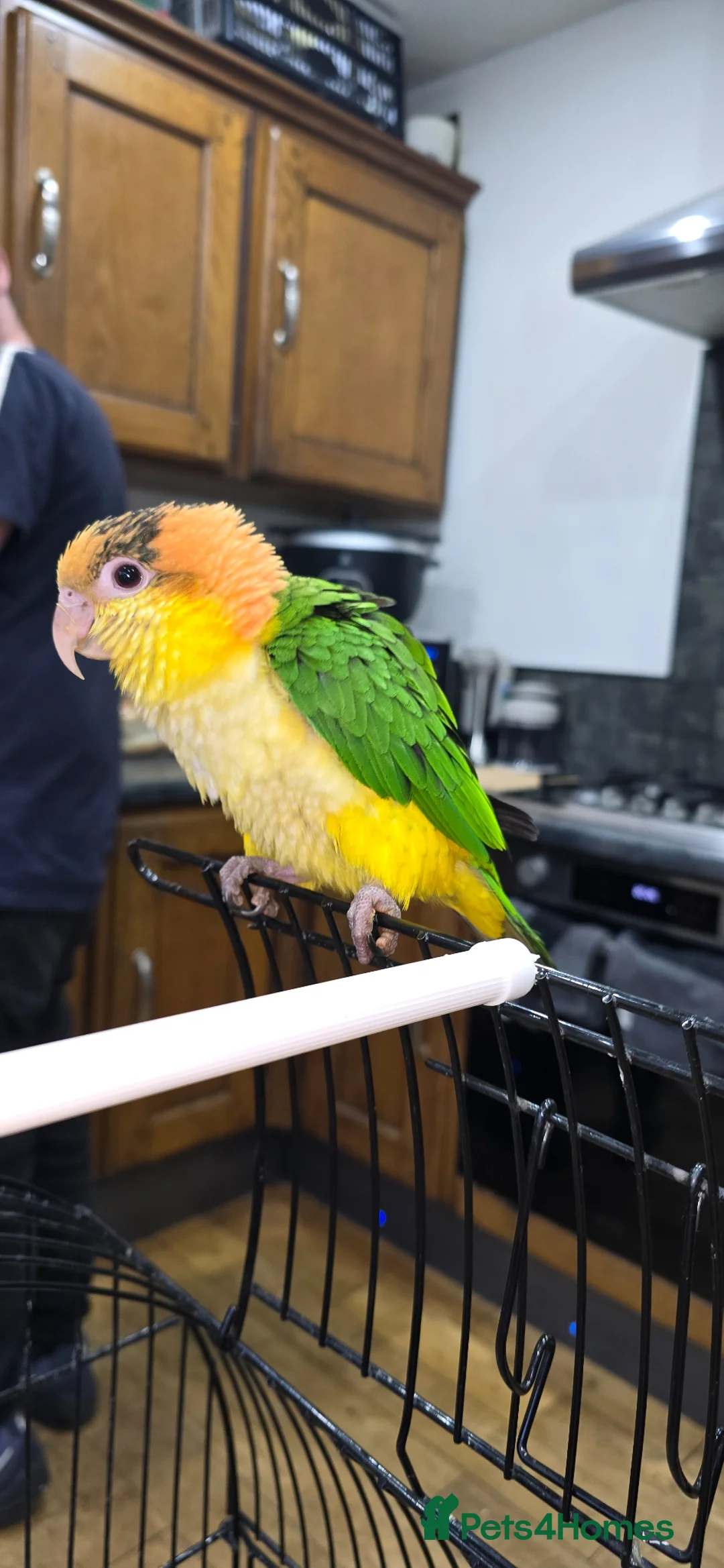 Parrots birds for sale: Baby yellow-thighed Caique for sale in Liversedge - Advert 1