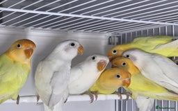 Lovebirds birds for sale: Lovebirds from newly hatched to Breeder Pairs - Advert 2