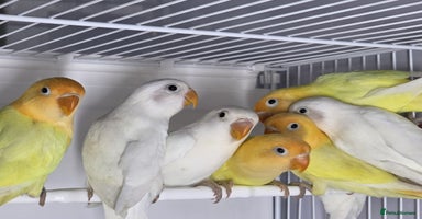 Lovebirds birds Lovebirds from newly hatched to Breeder Pairs - Advert 7