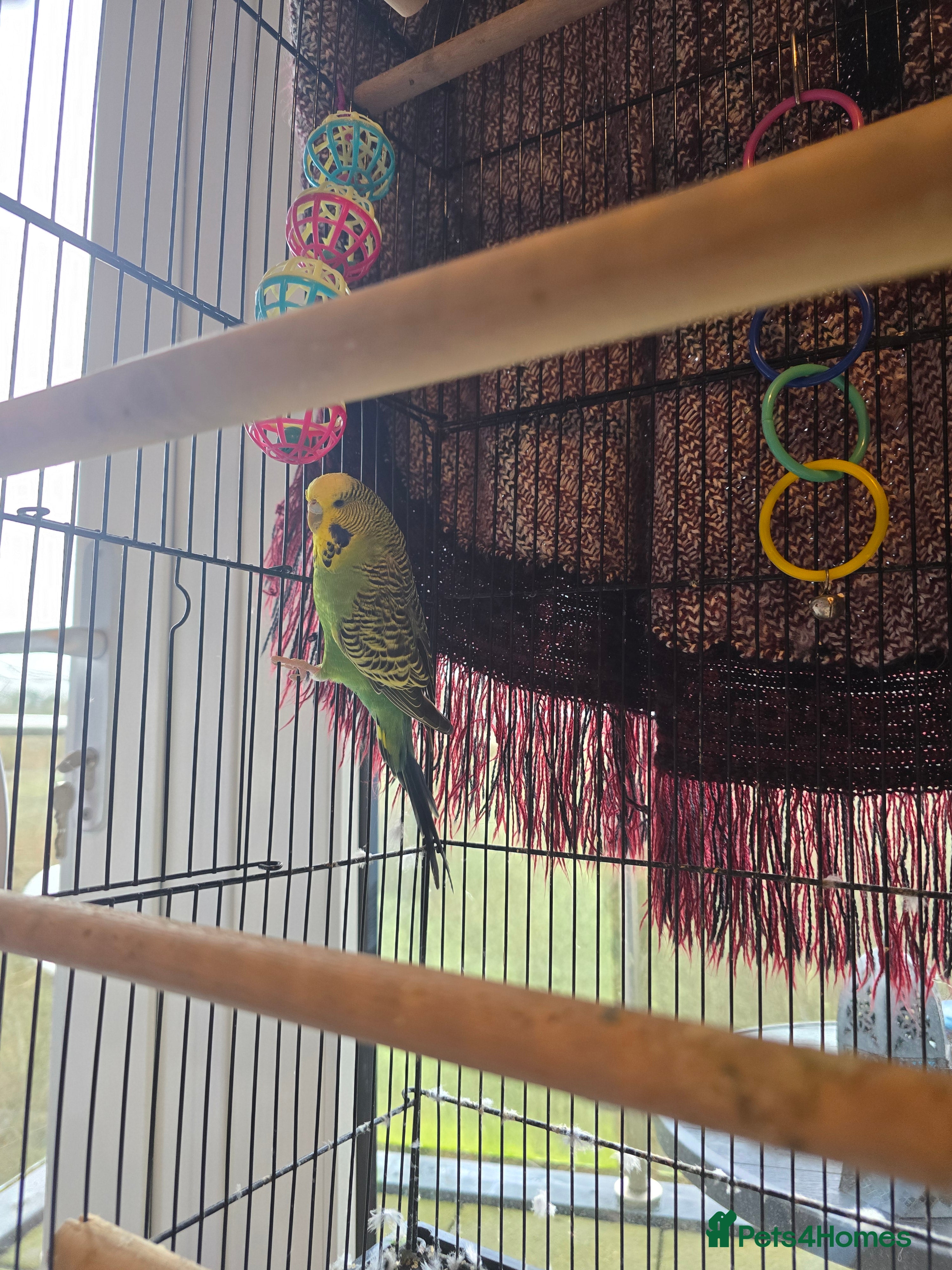 Budgerigars birds Green budgie - Advert 2