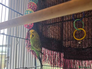 Budgerigars birds Green budgie - Advert 6