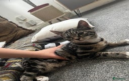 Abyssinian cats for sale: Hi i have two beautiful cat - Image 4