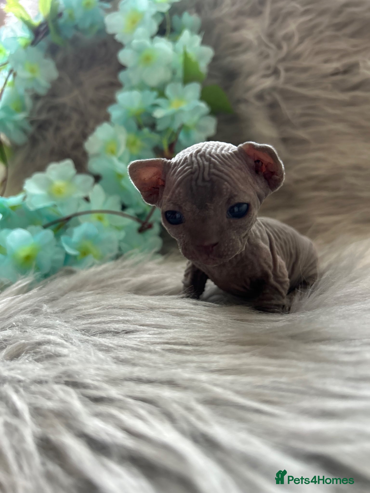 Sphynx cats Short Leg Munckin Sphinx Kittens(BullyCat) - Advert 11