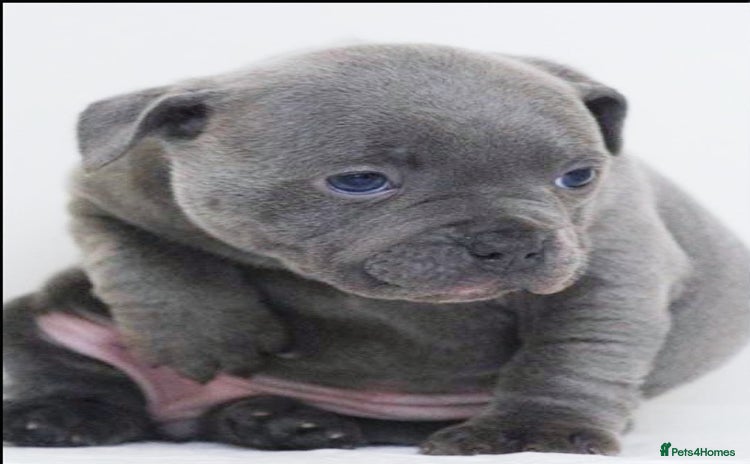 Staffordshire Bull Terrier dogs SOLID BLUE TEDDY BEARS STAFFS 🐻  - Advert 4