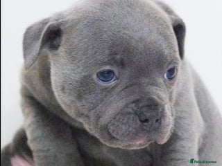 Staffordshire Bull Terrier dogs SOLID BLUE TEDDY BEARS STAFFS 🐻 - Advert 3