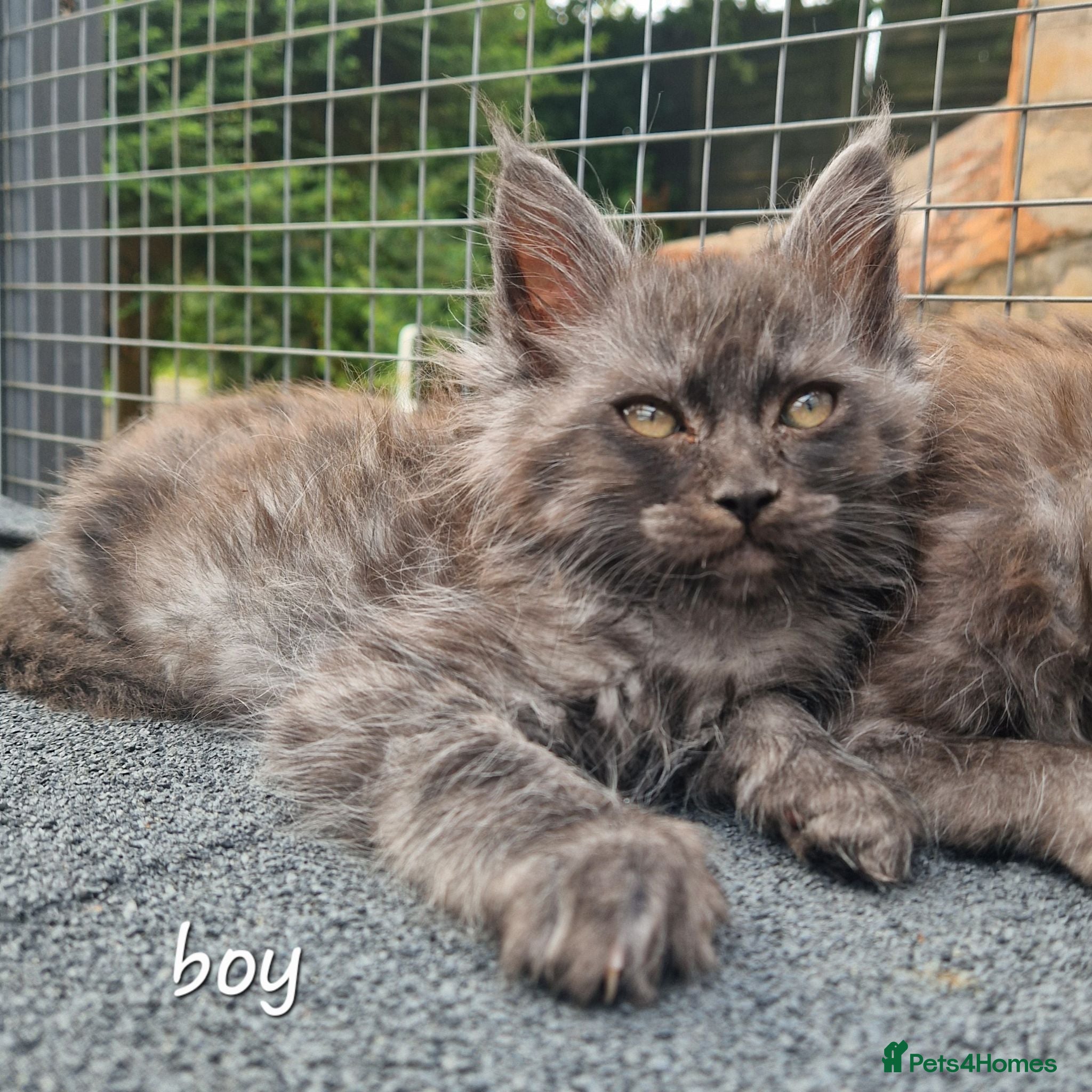 Maine Coon cats Pedigree - smoke russian line mainecoons - Advert 1