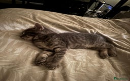 Bengal cats for sale: Half Bengal Kittens - Image 14