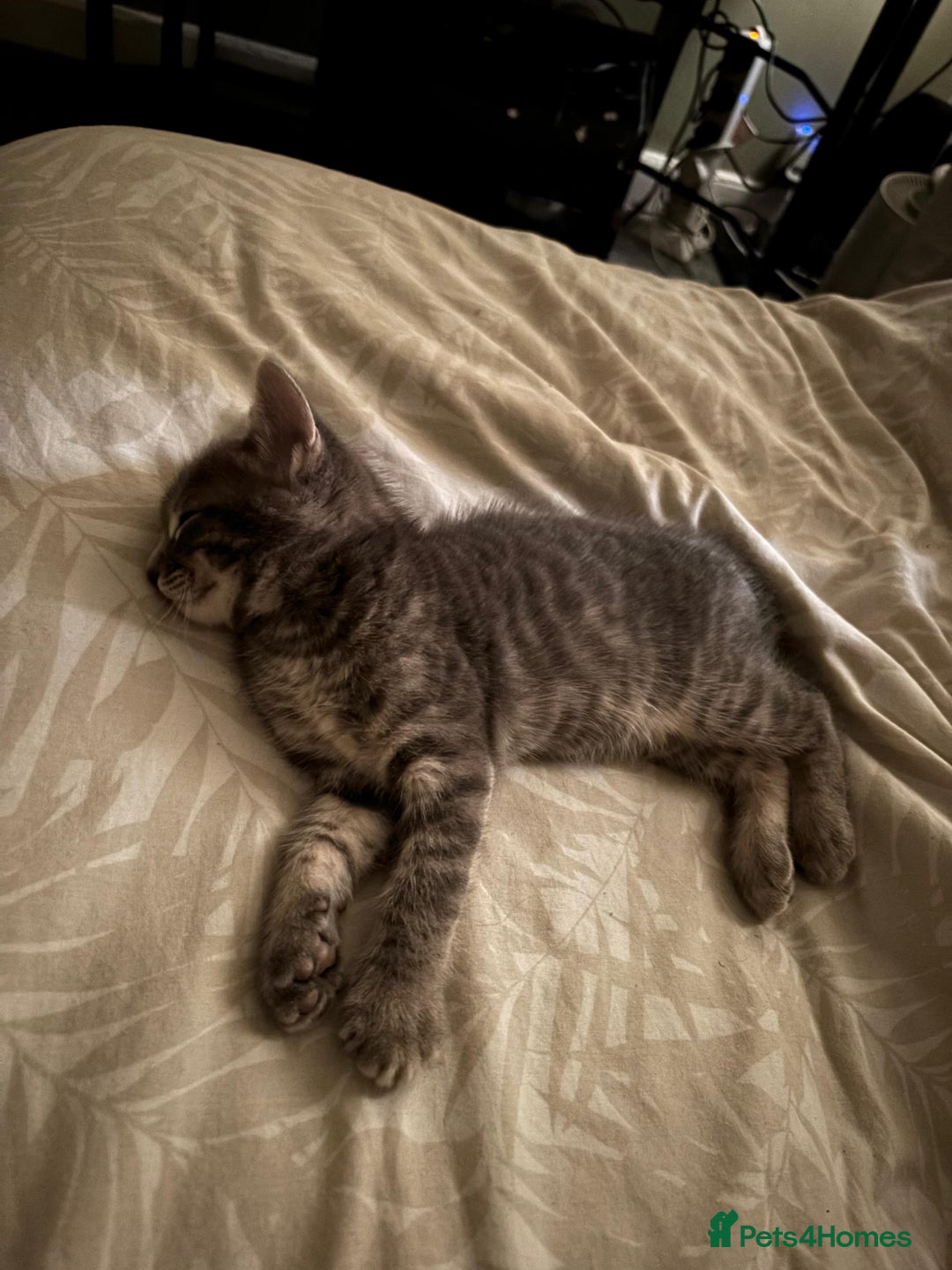 Bengal cats for sale: Half Bengal Kittens - Image 14