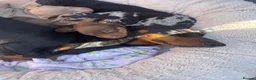 Dachshund dogs for sale: 🐾DWKC REG, DACHSHUND PUPPIES - Advert 19