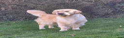 Golden Retriever dogs for stud: Cesarka Golden Retrievers in Conwy - Advert 8