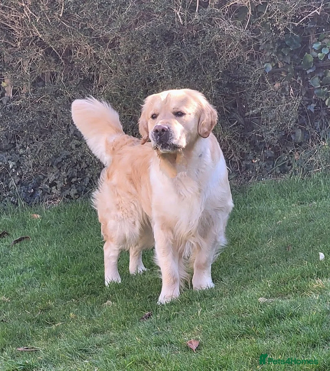 Golden Retriever dogs for stud: Cesarka Golden Retrievers in Conwy - Advert 8