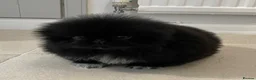 Pekingese dogs for sale: 💙Stunning Black KC registered Pekingese Puppy💙 - Advert 6