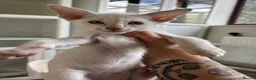 Siamese cats for sale: GCCF registered Siamese kittens in Great Yarmouth - Advert 4