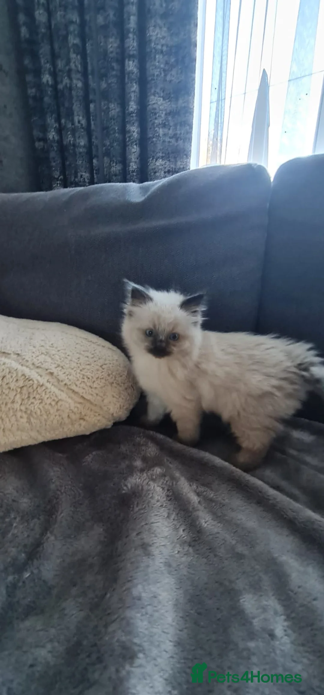 Ragdoll cats for sale: 1 Girl 💜 1 Boy 💙 - Advert 3