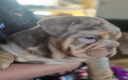 English Bulldog dogs for sale: Merle British Bulldog Pup's 1boy left  - Image 9