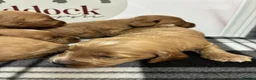 Cockapoo dogs for sale: 🌟 Gorgeous F1 Cockapoo puppies 🌟 - Advert 4