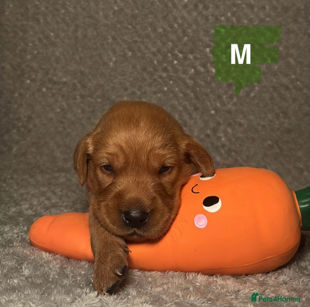 Labrador Retriever dogs for sale: Labrador Retriever Puppies - Raised in Family Home - Advert 15