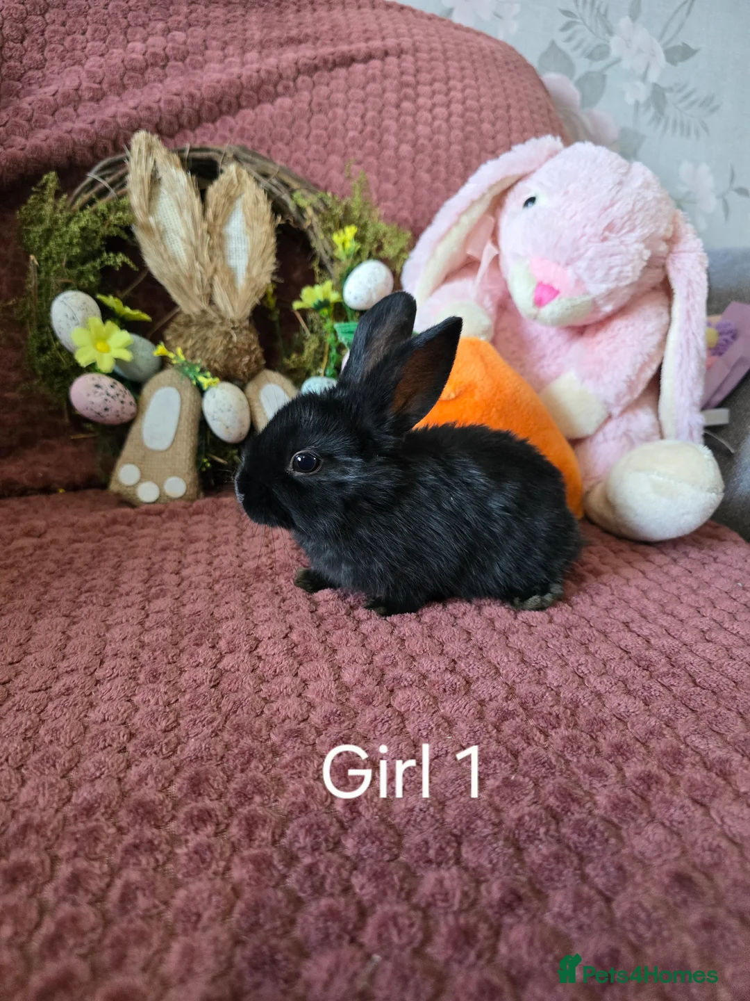 Mini Lop rabbits for sale: Beautiful rabbits for Sale - Advert 1