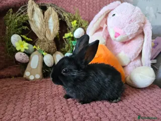 Mini Lop rabbits Beautiful rabbits for Sale - Advert 3