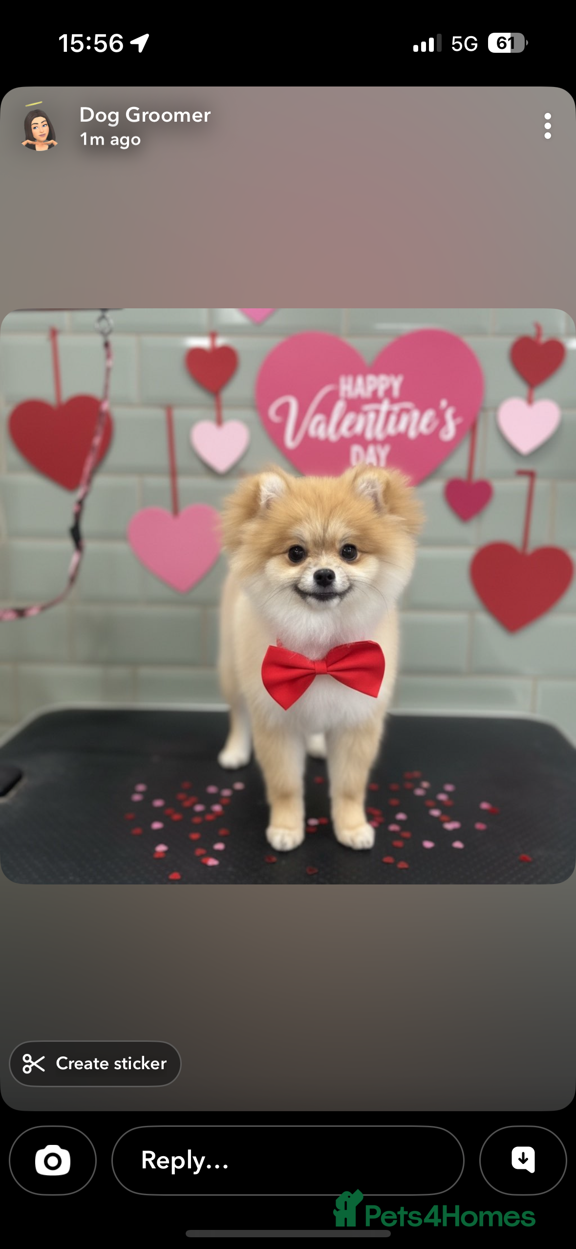 Pomeranian dogs Pomeranian  - Advert 15