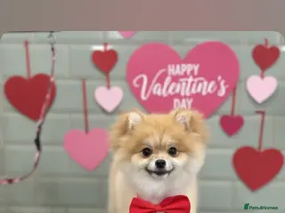 Pomeranian dogs Pomeranian - Advert 15