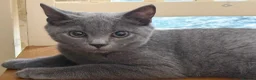 British Shorthair cats for sale: mixed british short hair  - Advert 2