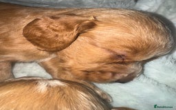 Cocker Spaniel dogs for sale: Cocker spaniels  - Image 4