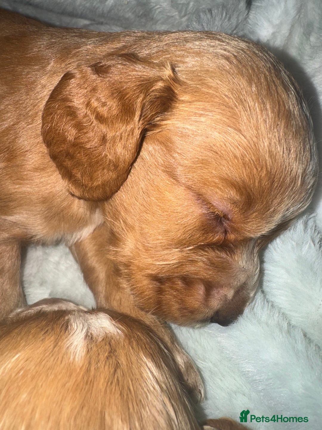 Cocker Spaniel dogs for sale: Cocker spaniels  - Image 4