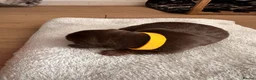 Miniature Dachshund dogs for sale: Miniature dachshund puppies 3 girls and one boy  in Bedford - Advert 4