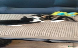 Mixed Breed cats for sale: Male black and white and calico female kittens - Image 5