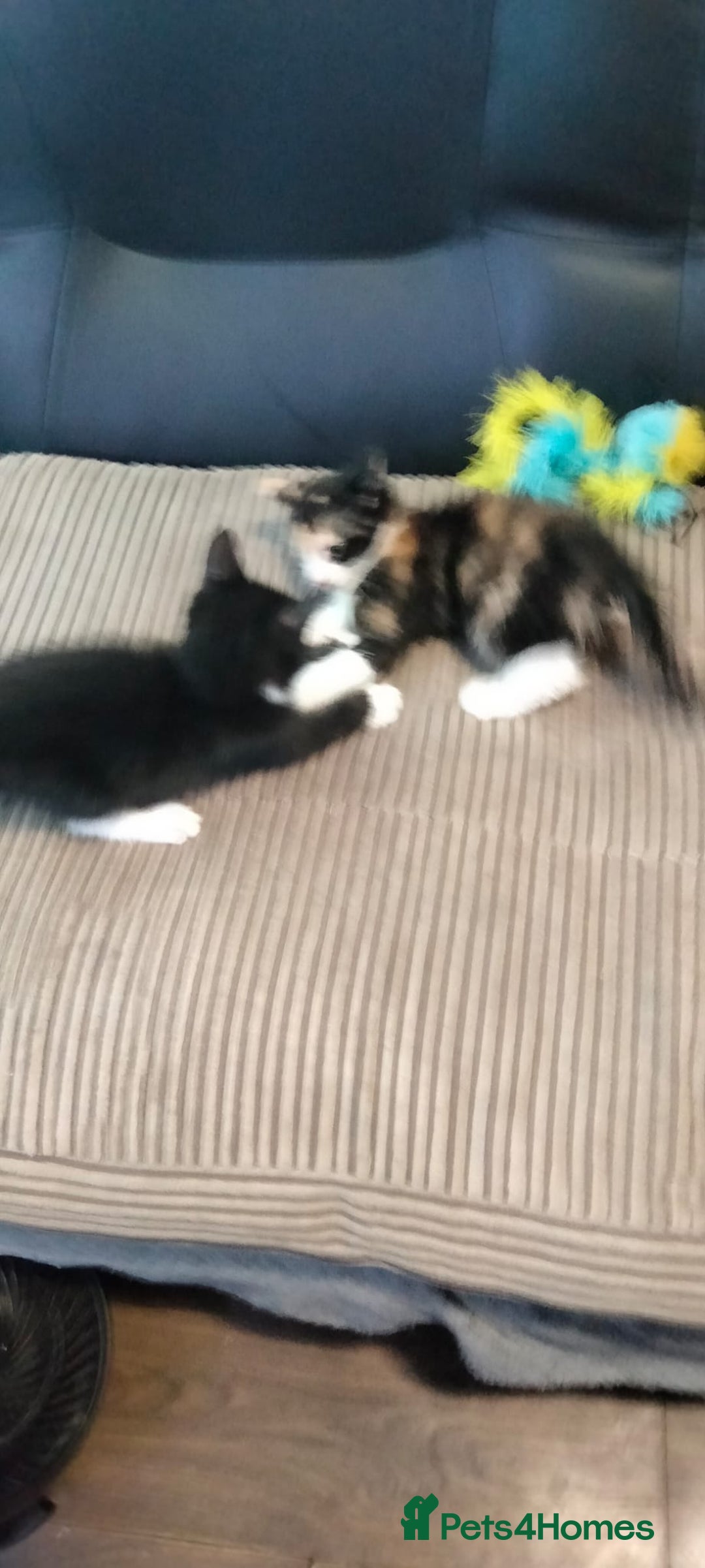 Mixed Breed cats for sale: Male black and white and calico female kittens - Image 5