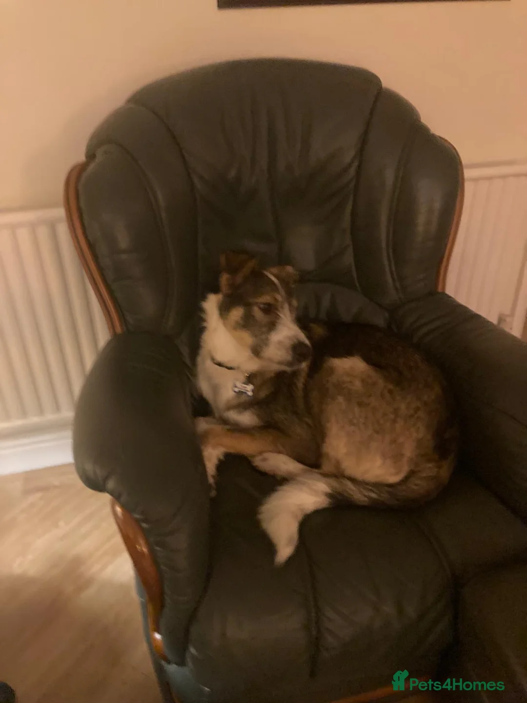 Mixed Breed dogs for adoption: 🐾💛Meet DIGBY - an Affectionate Big Softie! 💛🐾 - Advert 22