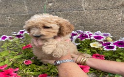 Cockapoo dogs for sale: QUALITY SMALL COCKERPOOS. - Image 5