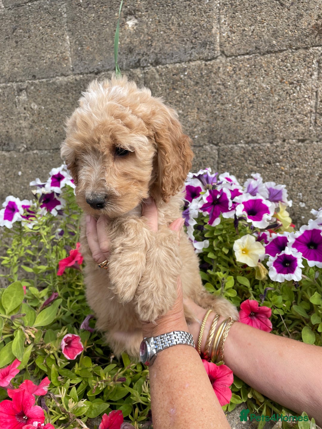 Cockapoo dogs for sale: QUALITY SMALL COCKERPOOS. - Image 5