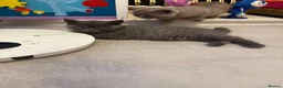 British Shorthair cats for sale: Chunky Solid Blue Male British Shorthair Kitten  in Liverpool - Advert 9