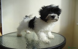 Yorkshire Terrier dogs for sale: Rare Colourful Pedigree Yorkies Certified Breeder - Image 12