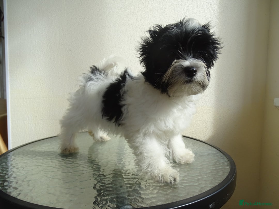 Yorkshire Terrier dogs for sale: Rare Colourful Pedigree Yorkies Certified Breeder - Image 12