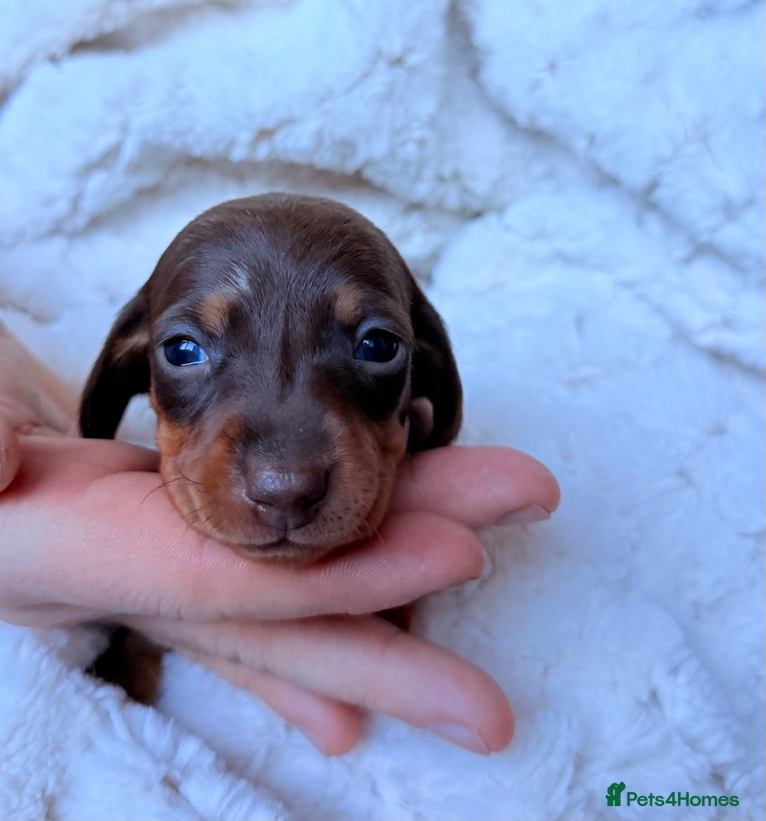 Miniature Dachshund dogs for sale: 🩵🩷✨ STUNNING MINIATURE DACHSHUND LITTER ✨🩷🩵 - Advert 12