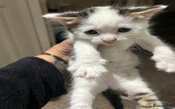 British Shorthair cats for sale: 3 beautiful boys and 1 girl - Image 7